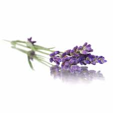 100% Pure Lavender Essential Oil 10ml